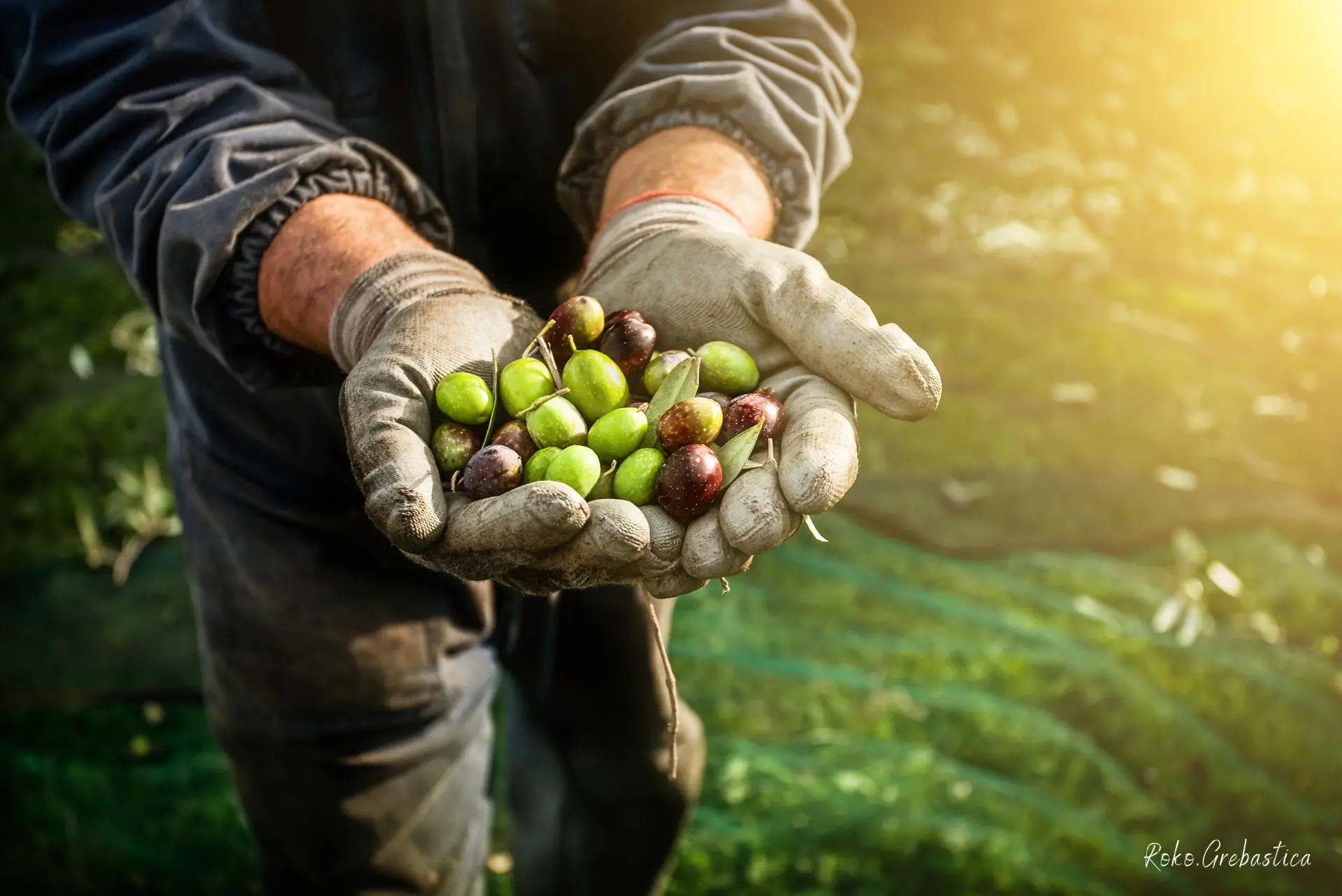 olives harvesting roko grebastica