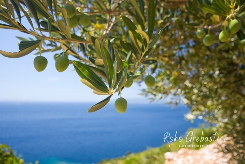 The olive harvest