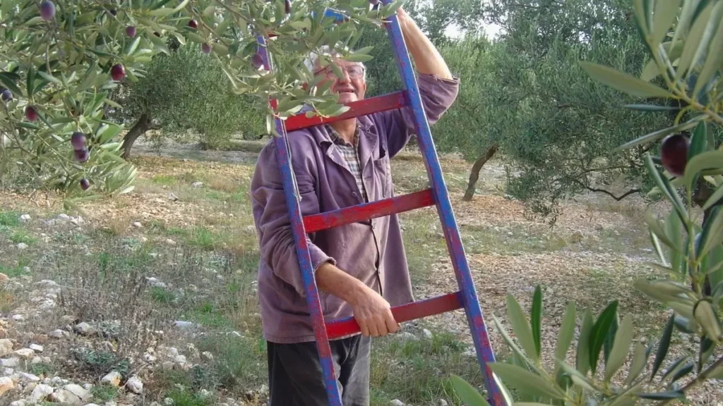 Roko Grebastica olive harvest tradition