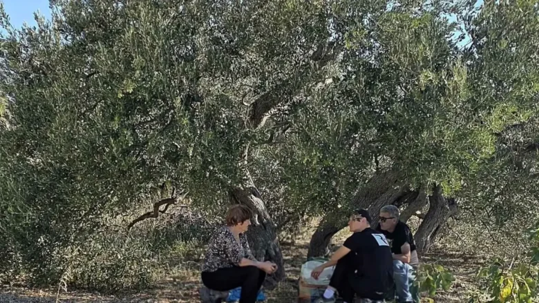 family olive harvest in Dalmatia