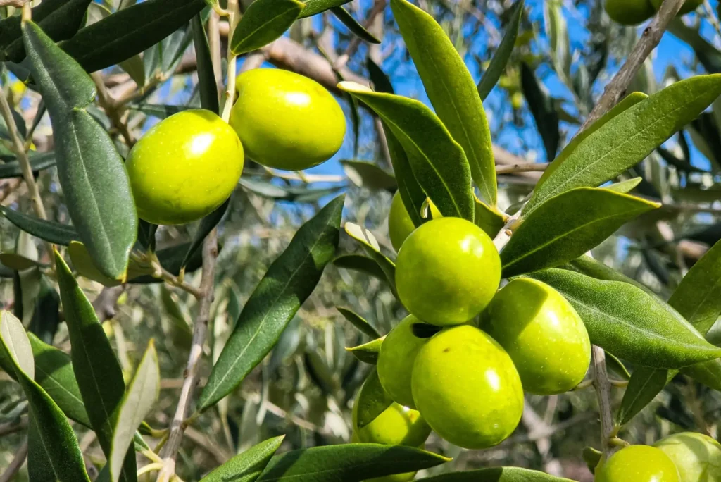 Oblica Extra Virgin Olive Oil: The Liquid Gold Your Body Will Thank You For