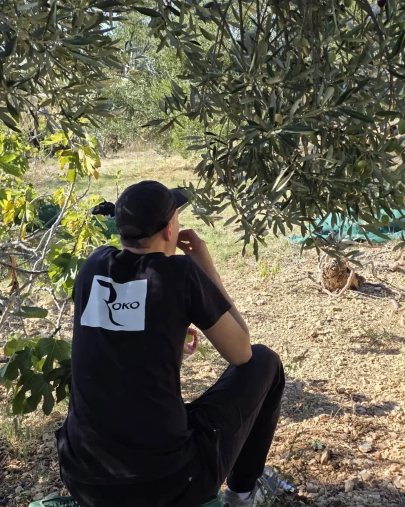 Olive grove in Dalmatia – a quiet moment in nature at Roko Grebastica